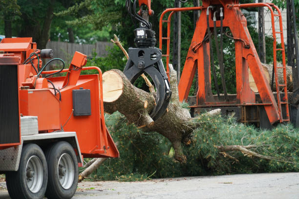 Seasonal Cleanup (Spring/Fall) in Olive Hill, KY